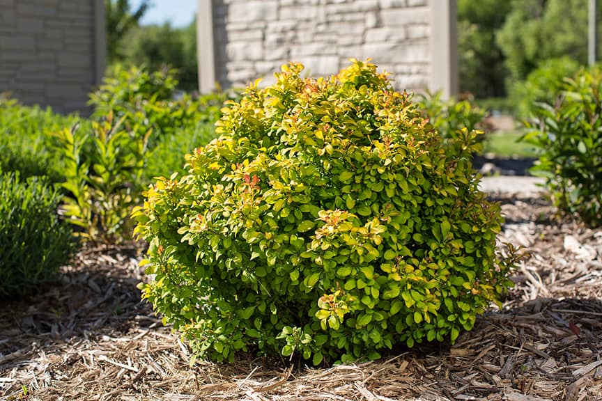 Limoncello™ Barberry Plant Guide